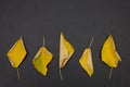 Autumn yellow fallen leaves in row on dark grey background Royalty Free Stock Photo