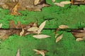 Autumn yellow fallen leaves and twigs on old wooden background texture of boards with cracked green paint. Shabby grunge Royalty Free Stock Photo