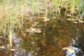 Autumn yellow fallen maple leaves on water of the pond. Autumn concept Royalty Free Stock Photo