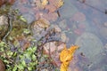 Autumn yellow fallen maple leaves on water of the pond. Autumn concept Royalty Free Stock Photo