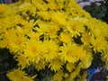 Yellow chrysanthemums,autumn yellow flowers with shallow depth of field background Royalty Free Stock Photo