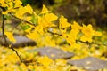 Autumn yellow ginkgo leafs. Branch on tree