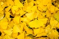 Autumn yellow ginkgo leafs pattern background