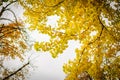 Autumn yellow ginkgo leafs on sky background. Branch on tree