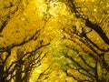 Autumn yellow ginkgo leaves trees at Icho Namiki Avenue Tokyo Japan