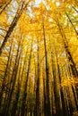Autumn yellow ginkgo tree forest at Bukhansan mountain park in Seoul, Korea