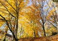 Autumn Yellow Gold Foliage Trees in a Park, with Sunlight Royalty Free Stock Photo