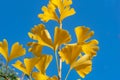 Autumn yellow and gold leaves of Ginkgo biloba tree against the blue sky. Royalty Free Stock Photo