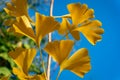 Autumn yellow and gold leaves of Ginkgo biloba tree against the blue sky. Royalty Free Stock Photo