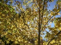 Autumn yellow and gold leaves Liquidambar styraciflua, Amber tree against the blue sky. Royalty Free Stock Photo
