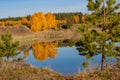 Autumn yellow-golden birches are reflected in the forest lake on a bright warm sunny day. Green pine trees and bright