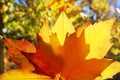 Autumn yellow golden leaf macro