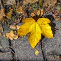 Autumn yellow-golden leaf, which lies on the stones of a way Royalty Free Stock Photo