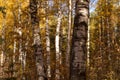 Autumn yellow golden leaves on trees background, texture.  Fall landscape with trees in birch forest in sunlight Royalty Free Stock Photo
