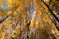 Autumn yellow golden leaves on trees on blue sky background, texture.  Fall landscape with trees in forest in sunlight Royalty Free Stock Photo