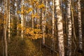 Autumn yellow golden orange leaves on trees background, texture.  Fall landscape with trees in birch forest in sunlight Royalty Free Stock Photo