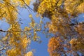 Autumn yellow golden orange leaves on trees on blue sky background, texture.  Fall landscape with trees in forest in sunlight Royalty Free Stock Photo