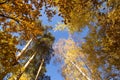 Autumn yellow golden orange trees and leaves on blue sky background, texture. Beautiful Fall landscape with trees in forest in sun Royalty Free Stock Photo