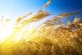 Autumn yellow grass