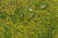 Autumn yellow and green alder leaves, Alnus