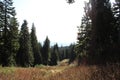 Forest on the slope of the mountain. Canada. Royalty Free Stock Photo