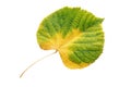 Autumn yellow-green leaf of linden tree isolated on white Royalty Free Stock Photo