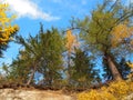 Autumn yellow-green trees against the sky Royalty Free Stock Photo