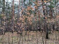 Autumn yellow lace of leaves on a background of dark trunks of tall pines. Can be used as wallpaper or background.