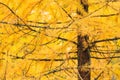 Autumn yellow larch tree