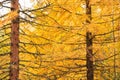 Autumn yellow larch tree