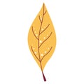 autumn yellow leaf aspen. Vector leafs EPS10. Spring Royalty Free Stock Photo