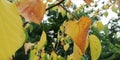 Autumn yellow leaf on a background of green trees. Bright autumn natural background.