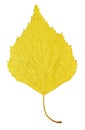 Autumn yellow leaf of birch Royalty Free Stock Photo