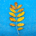Autumn yellow leaf on blue background Royalty Free Stock Photo
