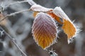 Autumn yellow leaf on a branch in frost needles. Morning frost. Rime. Late fall Royalty Free Stock Photo