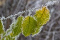 Autumn yellow leaf on a branch in frost needles. Morning frost. Rime. Late fall Royalty Free Stock Photo