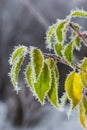 Autumn yellow leaf on a branch in frost needles. Morning frost. Rime. Late fall Royalty Free Stock Photo