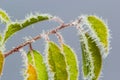 Autumn yellow leaf on a branch in frost needles. Morning frost. Rime. Late fall Royalty Free Stock Photo