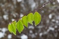 Autumn yellow leaf on a branch in frost needles. Morning frost. Rime. Late fall Royalty Free Stock Photo