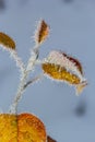 Autumn yellow leaf on a branch in frost needles. Morning frost. Rime. Late fall Royalty Free Stock Photo