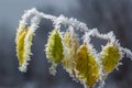 Autumn yellow leaf on a branch in frost needles. Morning frost. Rime. Late fall Royalty Free Stock Photo