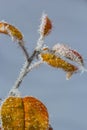 Autumn yellow leaf on a branch in frost needles. Morning frost. Rime. Late fall Royalty Free Stock Photo