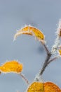 Autumn yellow leaf on a branch in frost needles. Morning frost. Rime. Late fall Royalty Free Stock Photo