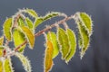 Autumn yellow leaf on a branch in frost needles. Morning frost. Rime. Late fall Royalty Free Stock Photo