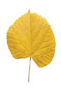 Autumn yellow leaf from city park tree isolated on white Royalty Free Stock Photo