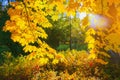 Autumn yellow leaf closeup. Bright orange autumn tree. Blur bokeh on background. Golden color flora in park. Light sunny october