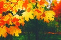 Autumn yellow leaf closeup. Bright orange autumn tree. Blur bokeh on background. Golden color flora in park. Light sunny Royalty Free Stock Photo