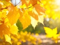 Autumn yellow leaf closeup. Bright orange tree change. Royalty Free Stock Photo