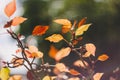 Autumn yellow leaf closeup. Bright orange tree change. Golden color in park Royalty Free Stock Photo