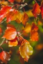 Autumn yellow leaf closeup. Bright orange tree change. Golden color in park Royalty Free Stock Photo